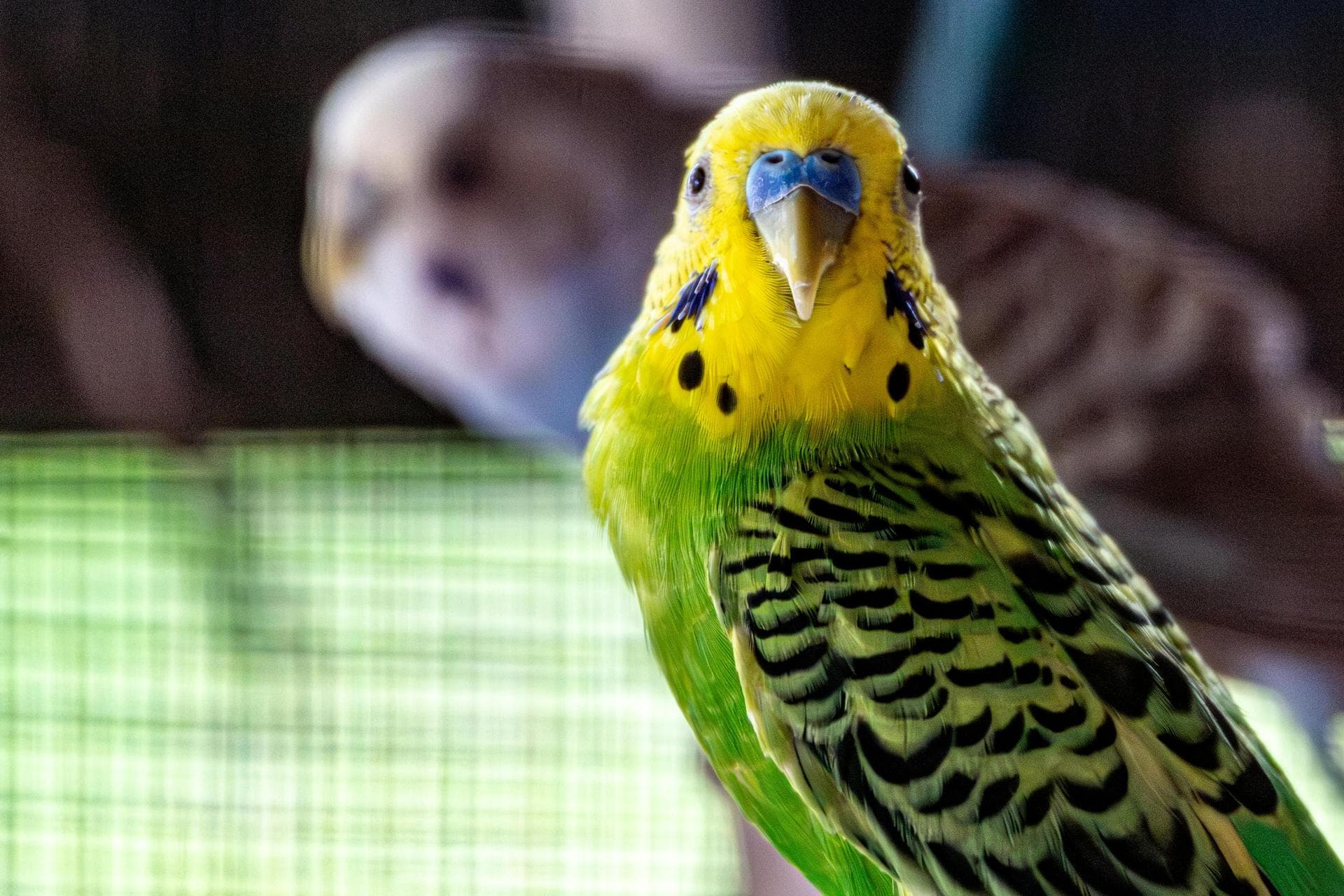 Farm & Large-Animal Vets near Wakefield