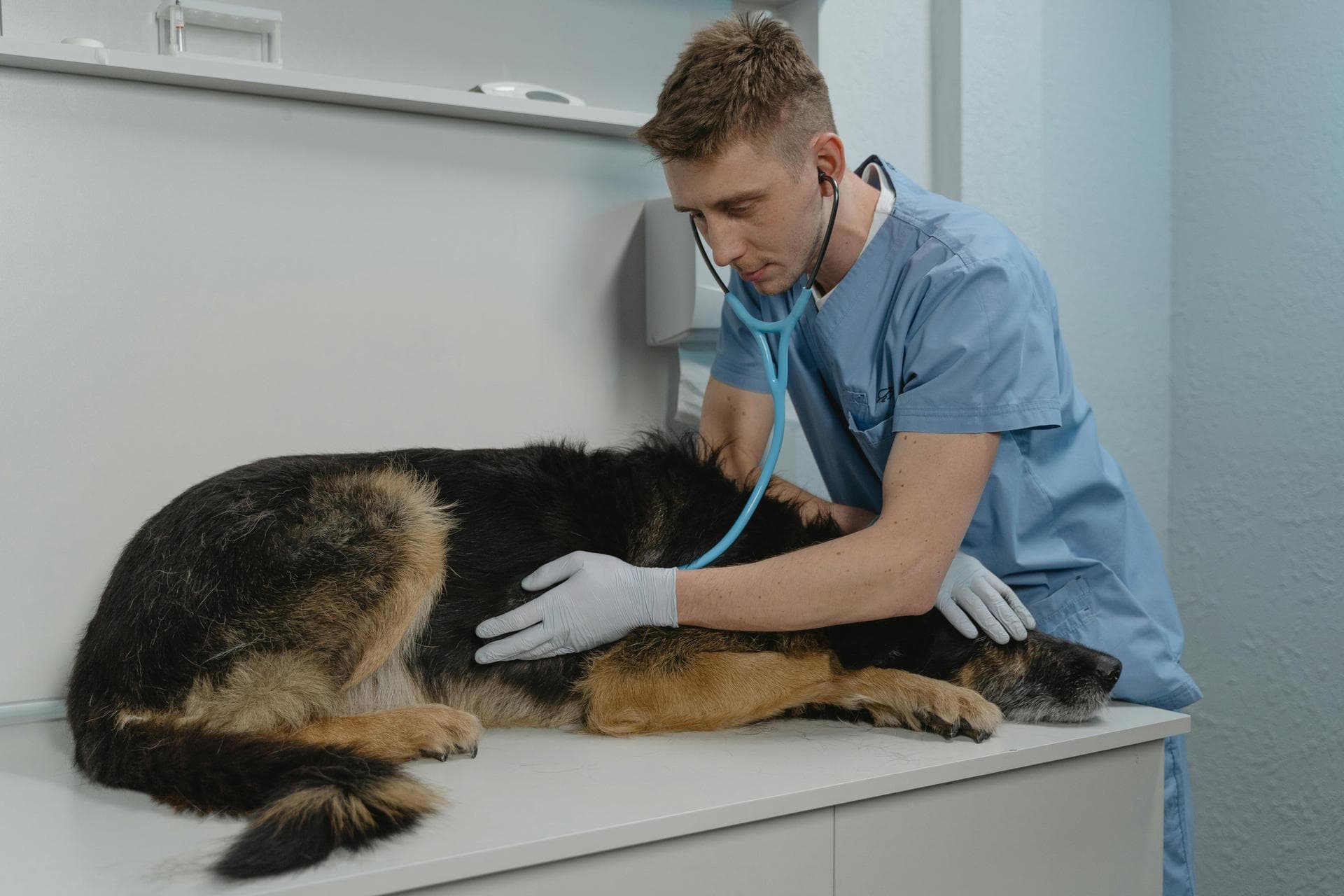 Dog & Cat Vets in Wakefield