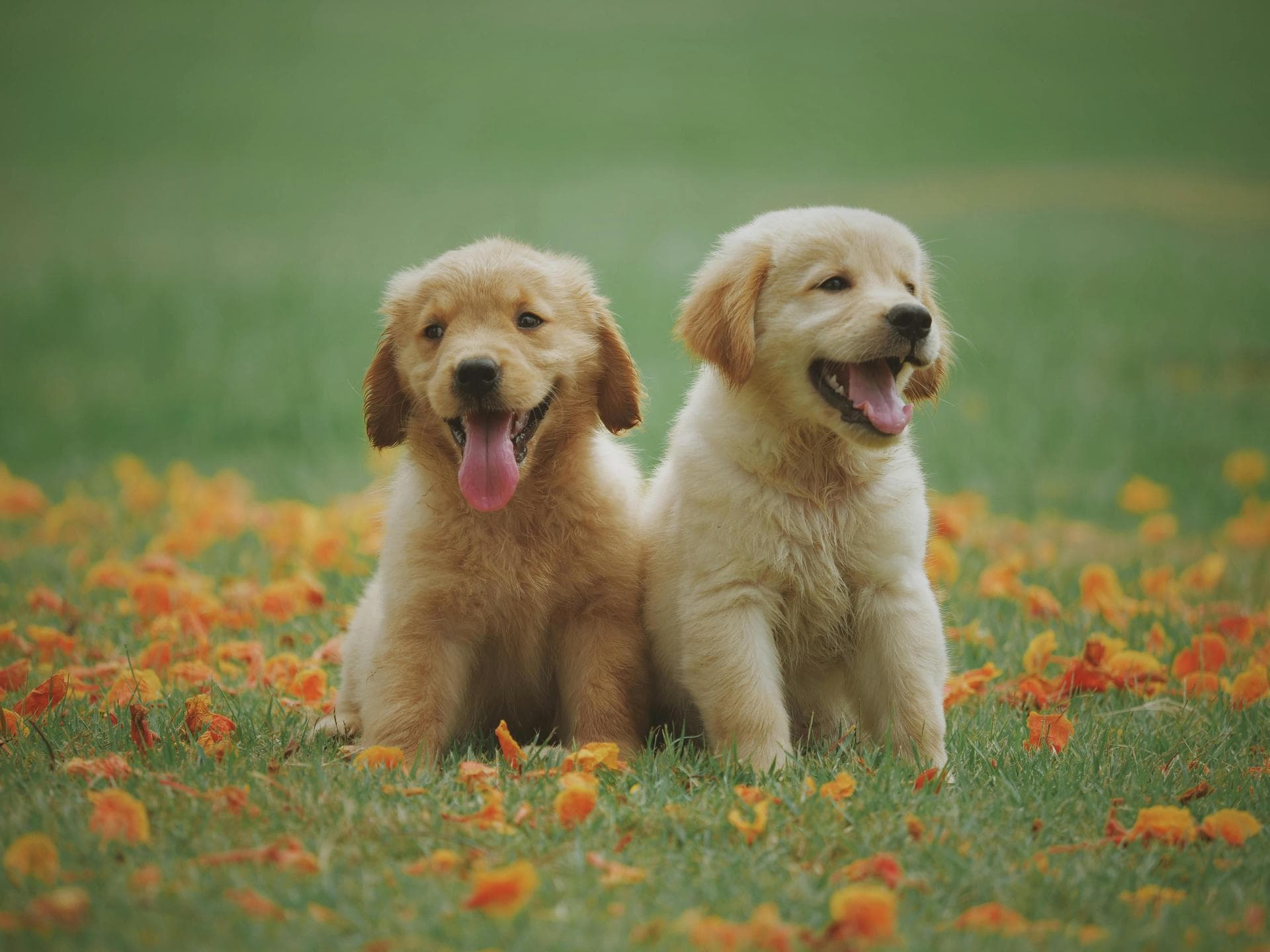 Dog Dental Prices in Wakefield