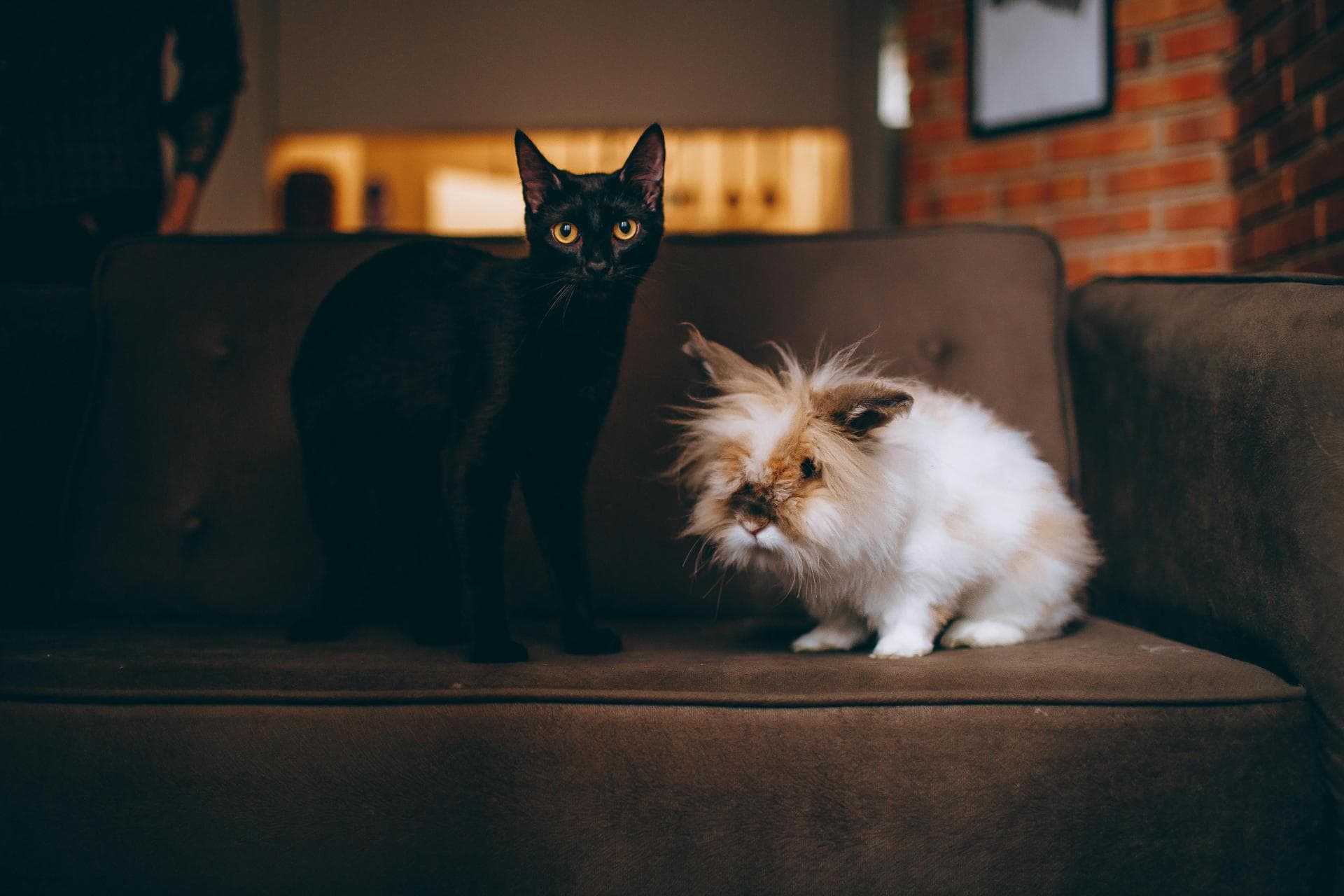 Cat Euthanasia Put Down Prices in Wakefield