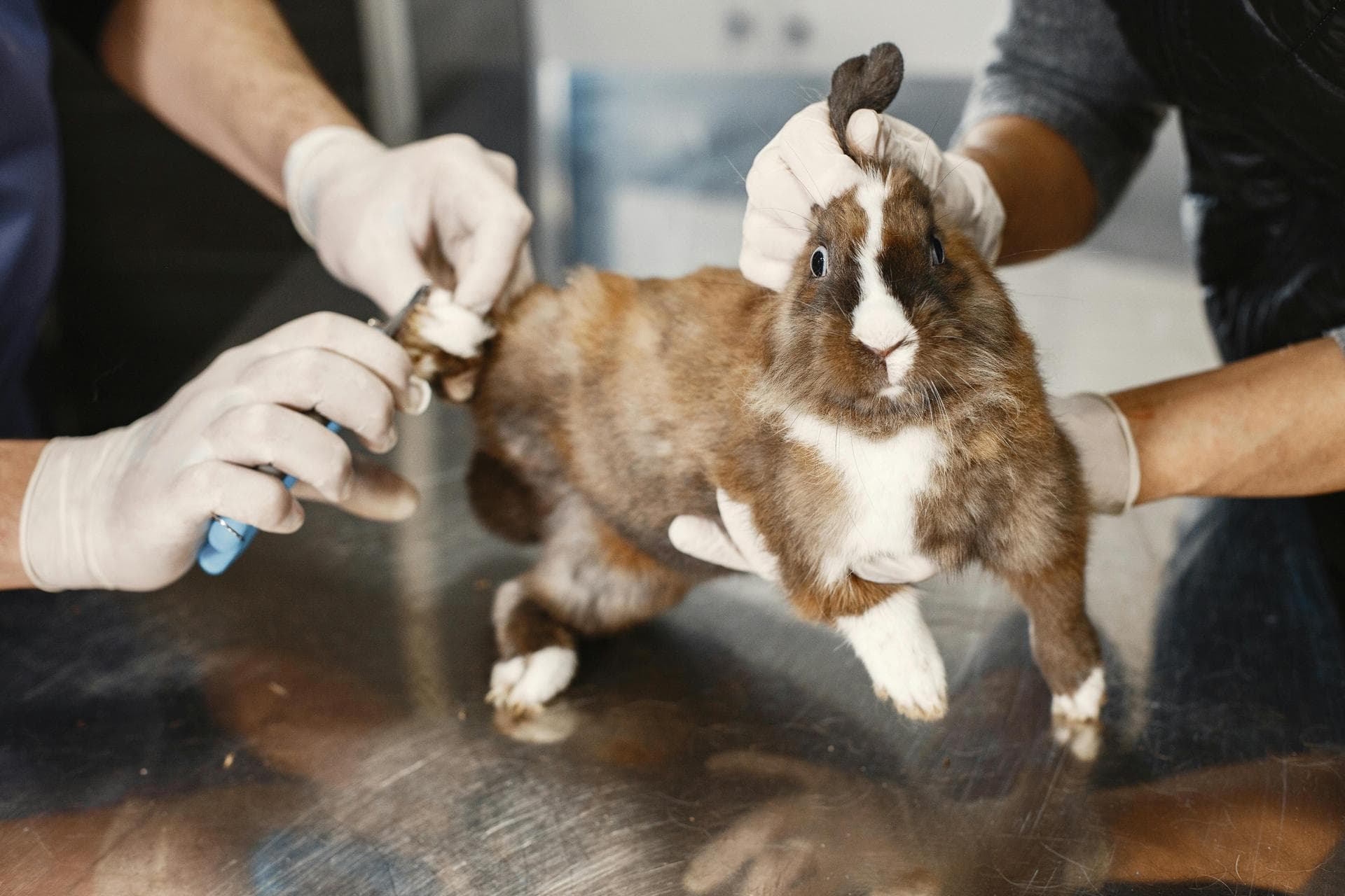 Cat Spay Castrate Neutering Prices in Wakefield